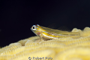 "Yellow" by Robert Polo 